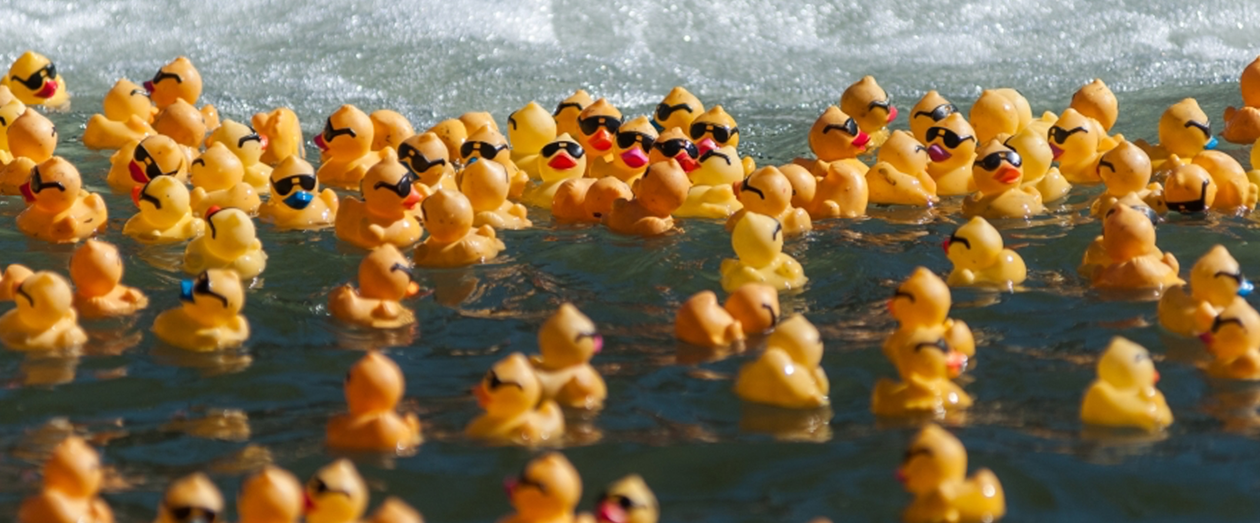 Safari sale rubber ducks